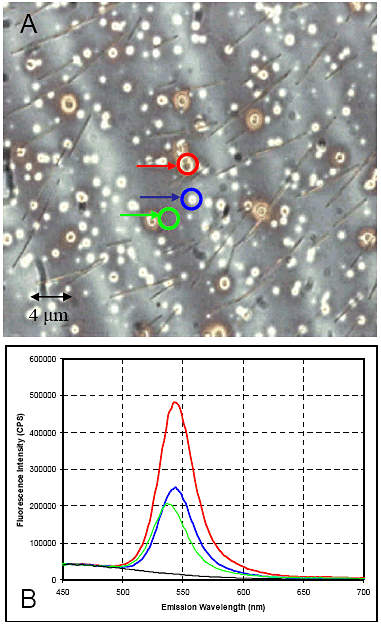 Spectral and spatial mapping of CdSe quantum dots in a solid state matrix of a semiconductor wafer. A is the bright-field image; color-coded spots for spectral regions of interest are emission spectra (B).