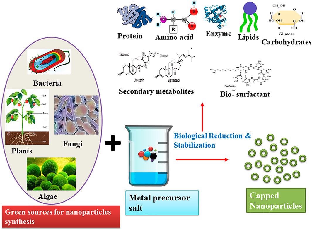 green synthesis of silver nanoparticles thesis