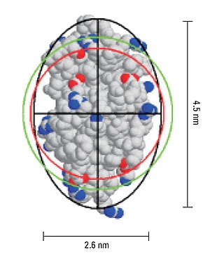 Representation of lysozyme, showing the geometric axial dimensions, the hard sphere diameter (red), hydrodynamic diameter (green), and an ellipsoid with the same diffusional properties as the protein (black).