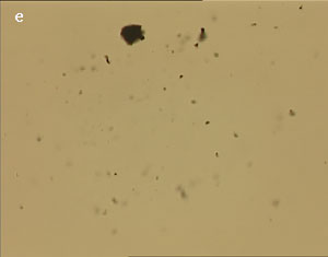 Dispersion of carbon nanotubes using optical tweezer cum microdissection combi system (field of view 80µm).