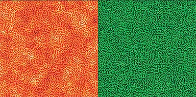 Topography (left) and phase image (right) of PS-b-PB-b-PS triblock copolymer. Sufficiently hard tapping conditions have ensured probe penetration into the subsurface layer, where a wormlike microphase separation pattern is present as can be seen clearly in both channels. Image size 2.0ìm. Closed loop active.