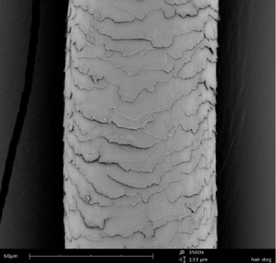 Detectives often find different hairs at a crime scene. Comparative hair analysis can contribute greatly to tracing and providing evidence in criminal cases. This image is from a dog hair which differs from human hair in texture.