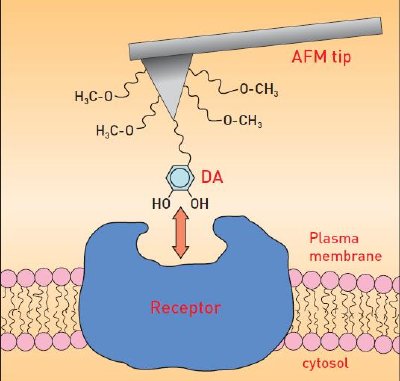 Studying ligand-receptor interactions on a living cell. The AFM tip has been functionalized in such a way that the chemical moieties of dopamine (DA) involved in the interaction with its D1-receptor are preserved. In addition, the length of the spacer minimizes the effect of the tip on the interaction itself.