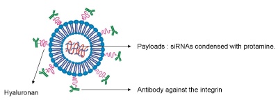 Integrin-targeted stabilized nanoparticles (I-tsNP) . The particles have been developed as ~80nm liposomes, formed from natural phospholipids, hence avoiding the potential toxicity of cationic lipids and polymers. Hyaluronan (HA), a naturally accruing glycosaminoglycan, was attached to the surface of the liposomes, stabilizing the particles during siRNA entrapment and systemic circulation in vivo. Then, a monoclonal antibody against the integrin was attached to HA. The particles were loaded with siRNAs condensed with protamine while maintaining their nanodimentions6.