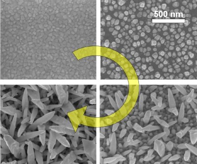 Scanning Electron Micrographs of pure gold surface electro-deposited with gold nanospikes imaged at 0 seconds, 15 seconds, 90 seconds and 150 seconds (clockwise), illustrating the nucleation and nanostructural growth formation in time. Scale bar is 500 nm - 1nm (nano meter) is 10-9 meters or 1 billionth of a meter).