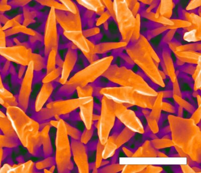 Coloured Scanning Electron Micrograph of 150 second electro-deposited gold. Scale bar 500nm. (Image processed colour applied).