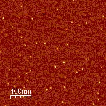 AFM image of polymeric nanoparticles.