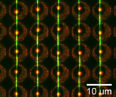 Fluorescence image of an array of DNA (green) nanowires embedded with fluorescent nanocrystal quantum dots (yellow)
