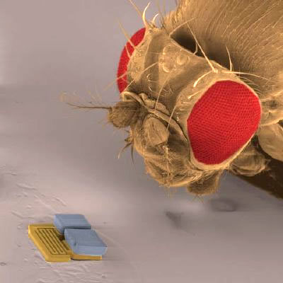 Microrobot next to a fruit fly