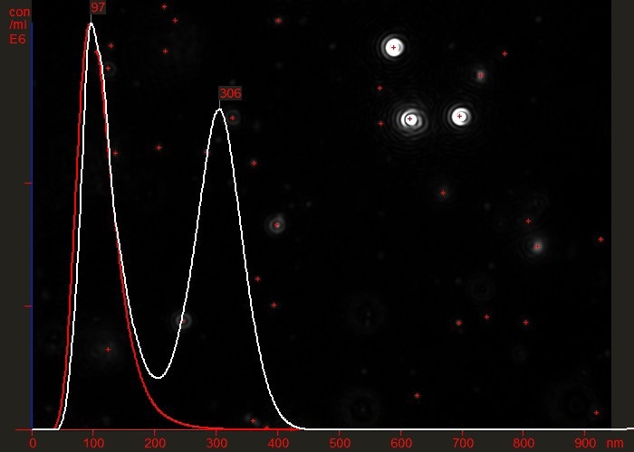 Overlaid particle size distribution plots of a virus preparation before (white) and after (red) a final purification step.