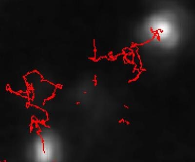 An enlarged image of typical tracks of particles moving under Brownian. Note: the particles are not being imaged, structural information such as shape being below the resolving power of the optical microscope used.