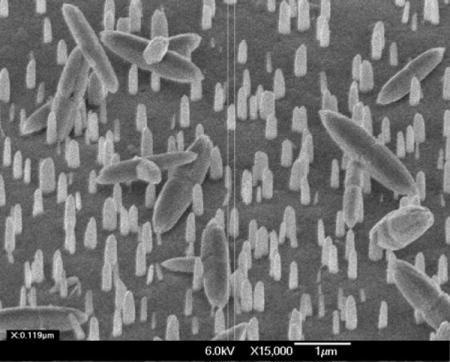 Scanning Electron Microscopy (SEM) images of the ZnO nanorod sample shown in Figures 3 (courtesy of Bell Labs, Lucent Technologies). Image magnification is 15,000x for figure (a) and 30,000x for figure (b), respectively. A 45 degrees sample tilt was employed.