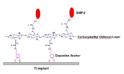 Titanium surface grafted with carboxymethyl chitosan with conjugated BMP-2