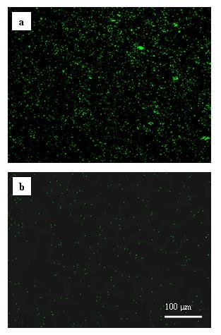 Fluorescence microscopy images of (a) pristine Ti, and (b) Ti functionalized with CMCS and conjugated BMP-2, under green filter after immersion in a PBS suspension of S. aureus (106 cells/ml) for 6 h.