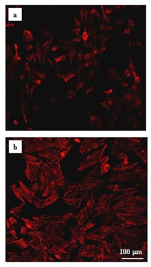 Confocal laser scanning microscopy images of osteoblasts cultured for 24 h on surfaces of (a) pristine Ti, and (b) Ti functionalized with CMCS and conjugated BMP-2.