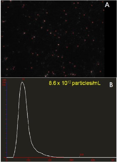 Sample of diluted platelet-free plasma. A) A typical image produced by the NanoSight technique. The image allows the users to instantly recognise certain features about their sample including concentration and level of polydispersity. B) Particle size distribution and calculated original concentration from the sample.