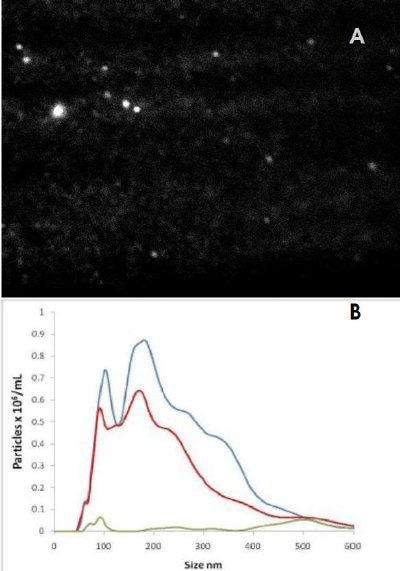 A) Fluorescence image from quantum dots attached via antibody to STBM particles. B) Particle size distributions from scattered light (blue), correct antibody (red) and incorrect (control) antibody (green). Note the number concentration vertical axis.