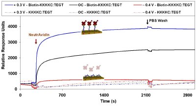 SPR sensorgram traces showing the binding of NeutrAvidin to the Biotin-KKKKC:TEGT mixed SAMs and KKKKC:TEGT mixed SAMs under OC conditions and an applied positive (+ 0.3 V) and negative (- 0.4 V) potential.