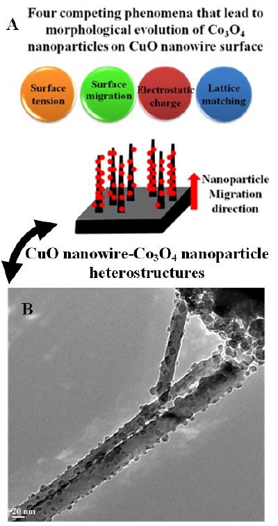 A) Schematic illustrating the formation of CuO nanowire-Co3O4 nanoparticle heterostructures. B) TEM image showing the heterostructures.