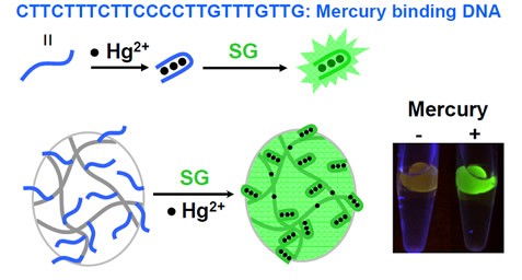A DNA-based biosensor immobilized on a hydrogel for mercury detection where SG becomes highly fluorescent upon binding to the double-stranded region in the DNA.