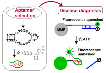 Sequence of the ATP binding aptamer and its immobilization on a MMP allowing effective ATP detection in human blood serum.