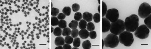 Transmission electron microscopy (TEM) images of silver nanoparticles with diameters of 20 nm (Aldrich Prod. No. 730793), 60 nm (Aldrich Prod. No. 730815), and 100 nm (Aldrich Prod. No. 730777) respectively. Scale bars are 50 nm.