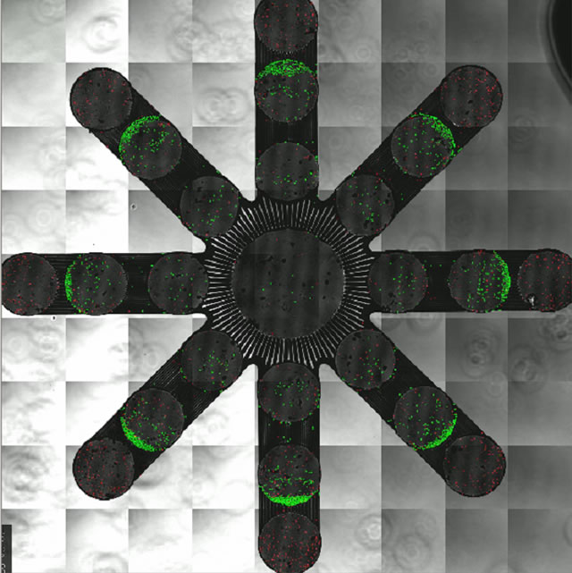 Confocal image of the separation of a mixed suspension of 3µm (red) and 10µm (green) microspheres using a microfluidic device. In this design, microchannels of different sizes are used both as filter and provider of surface tension force to draw the sample through the device.
