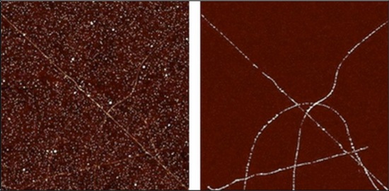 PFT-TUNA image of carbon nanotubes. Sample topography on the left and conductivity map on the right. Sample courtesy of Prof. Hague, Rice University.
