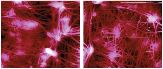 30µm scan of a Teflon membrane in PeakForce (left) and regular TappingMode (right). Artifacts visible in TappingMode operation are not present in the PeakForce Tapping data.