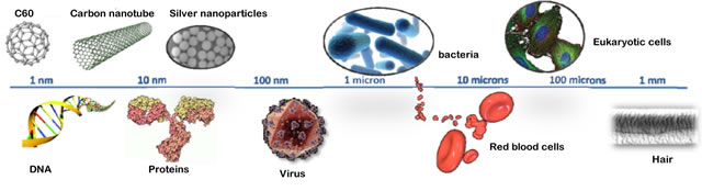 Size comparison: nanoparticles and biological systems