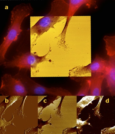 Overlay of fluorescence and AFM images of living HUVEC cells created with MIRO on a BioScope Catalyst. The main benefit of MIRO is to enable the display of optical and AFM information simultaneously. When operating with functionalized probes, a “Point & Shoot” option can also be used to accurately trigger force measurement at desired locations without losing the ligand.