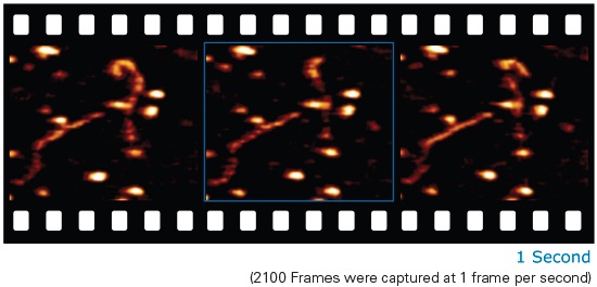 DNA loosely bound to mica treated by APS-method. TappingMode in buffer solution. Probe: Broadband-C. 1 frame/s. Shown are 3 of 2100 frames, showing the diffusion of the DNA over 35 minutes. This study of sample dynamics demonstrates 1 frame/s imaging, with the typical, project- specific trade-off of frame rate and image quality. Good tracking must be maintained to minimize tip impact on the loosely bound, fragile sample.