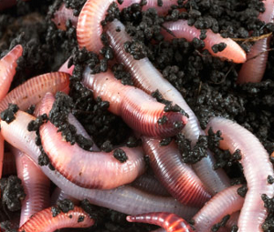 An international team of scientists conducted research on exposure to gold nanoparticles in earthworms. They found that worms exposed to soil contaminated with nano-gold produced up to 90% fewer offspring.