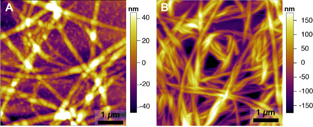 AFM image of collagen fibres.
