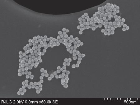 Secondary electron images of gold nanoparticles, 50 nm in diameter, exhibiting agglomeration tendencies.