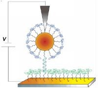 Schematic of the measuring system - DNA oligomer is attached to a gold electrode below, and hybridizes with a DNA attached to a gold nanoparticle which then forms the upper electrode for the double-stranded DNA. Current is measured by applying a bias between upper and lower electrodes with placement controlled by the AFM tip - Weizmann Institute