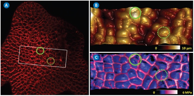 Typical application of PeakForce QNM imaging on living plant cells. (A) Projection from a confocal stack of an Arabidopsis Thaliana shoot apical meristem. Membranes were labeled with FM4-64. (B and C) PeakForce QNM images (top: 3D-height, topography only; bottom 3D- height with DMT modulus skin). The DMT modulus channel clearly indicated that the cell edges (anticlinal cell walls) were significantly stiffer than the rest of the cell. Circled areas show regions where the modulus and optical maps reveal the presence of anticlinal cell walls that are not detected when using topography alone.