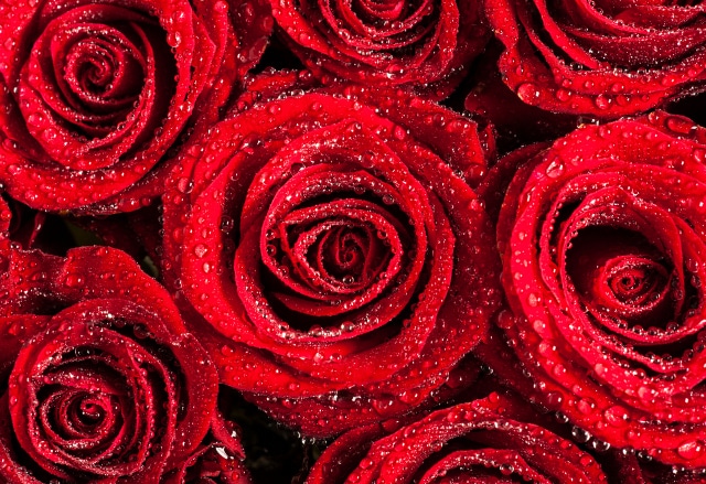 The structure of the new nanomaterial was designed to mimic the surface of rose petals, which cause water to bead up into droplets.