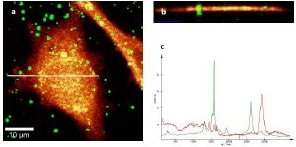 (a) Confocal Raman imaging of CNTs on a cell; (b) Depth scan along the white line indicated in Figure 2a; (c) Spectra used for generating the images in Figures 2a and 2b.