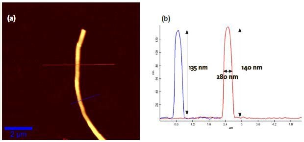 a) AFM topography image of the carbon nanowire used for the TERS experiments in this study. b) Data of the cross sections at the indicated lines.