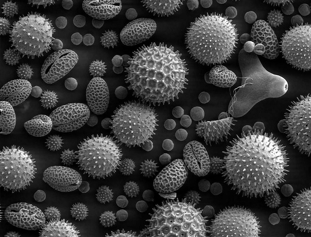 Pollen grains taken on an SEM show the characteristic depth of field of SEM micrographs.