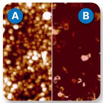 Height (A) and current (B) maps of a carpet of vertical carbon nanotubes, obtained with PeakForce TUNA, which are impossible to image with contact mode.Image size 1µm.