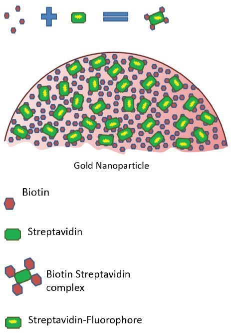 Graphic showing the formation of the strepatividn-biotin complex and it