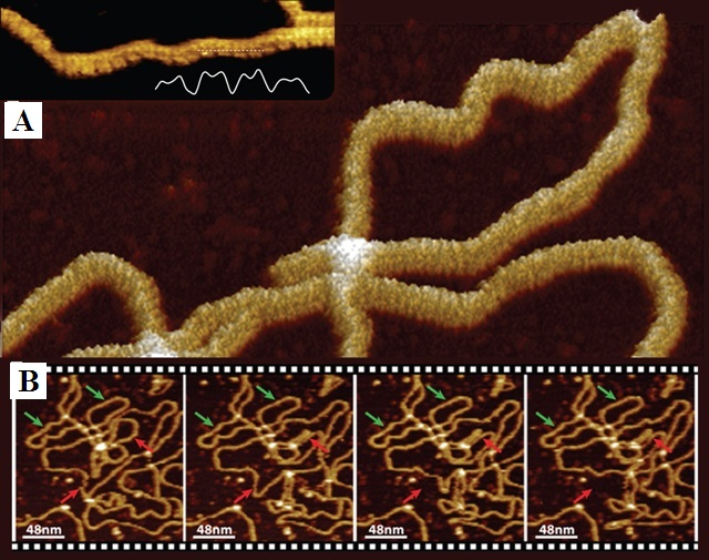 (A) PeakForce Tapping image of a DNA plasmid taken in buffer solution using the Multimode 8 and MSNL-F probes. (B) Time series of high-speed AFM images of the same type of plasmid DNA obtained in TappingMode.