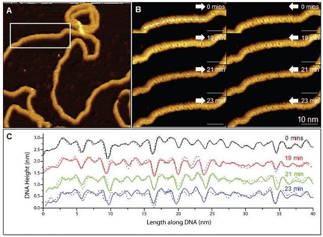 (A) Low-magnification AFM topography image of a plasmid showing corrugation. (B) Higher-magnification trace (white arrow to right) and retrace (white arrow to left) images of this area showing corrugation consistent with the B form of DNA. (C) Trace (solid) and retrace (dashed) height profiles taken along straight lines as indicated in B, closely following the backbone of the four plasmid scans and averaged over a 5-pixel (~0.5) width.