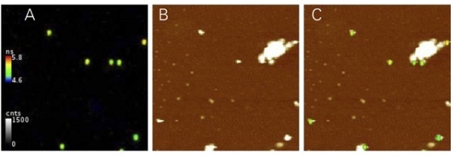 Synchronized acquisition of fluorescence beads measuring fluorescence lifetime and topography. (A) intensity modulated FLIM image (B) AFM image and (C) merged AFM and FLIM image. Not all beads that are visible in the AFM picture also show fluorescence in the FLIM image. Scale bar is 5µm.