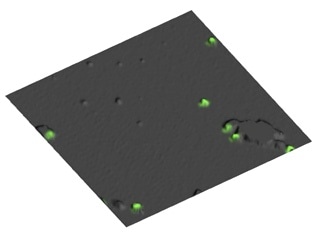 Overlay of the AFM height image as 3D representation and with fluorescence intensity in green (Image resolution 10 µm x 10 µm x 300 nm).