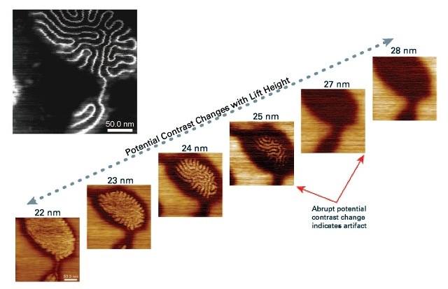 Sequential PeakForce KPFM maps of a brush polymer sample on mica substrate versus lift height. An abrupt change in potential contrast is observed when lift height increases from 25 nm to 27 nm, suggesting that the potential contrast of the polymer chains seen at a lift height of 25 nm or below are artifacts, caused by phase shift from direct tip-sample contact. Scan size is 250 nm. The inset at the upper-left corner is the height image.