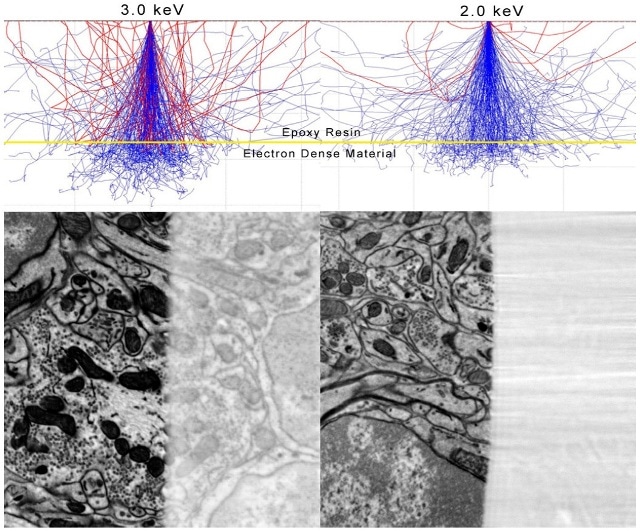 Monte Carlo simulations with corresponding SBFSEM images, demonstrating signal depth through a 50 nm slice of blank resin on top of a block-face.