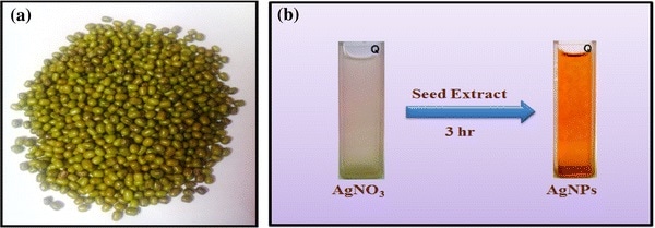 A Vigna radiata seeds. b Reddish brown solution of silver nanoparticles formed after 3 h due to reduction of silver ions